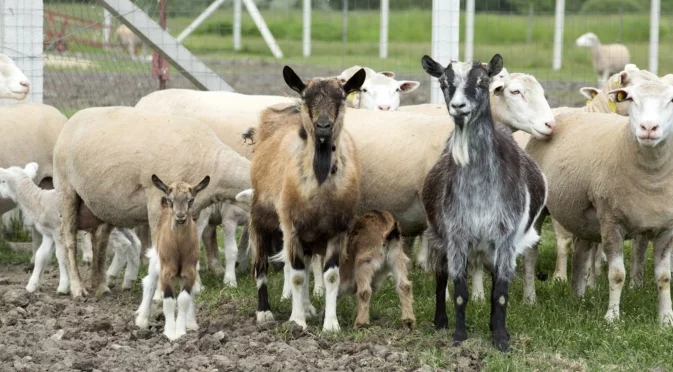 Заради шарка: Близо половин милион животни са умъртвени в Гърция