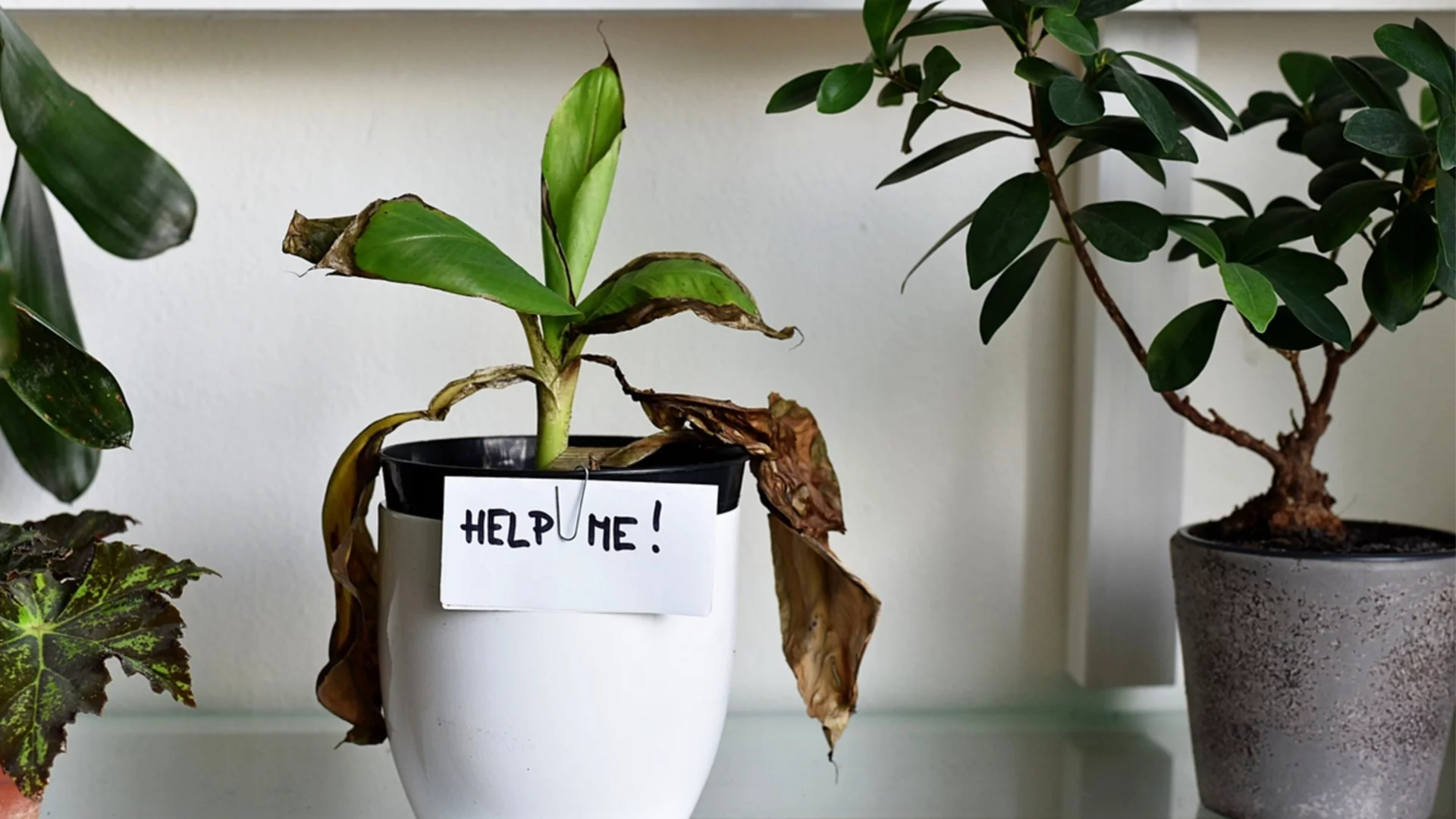 Как да съживите стайни растения, след като сте забравили да ги полеете