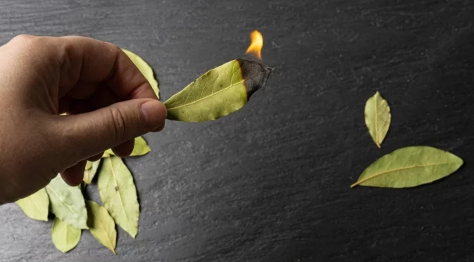 Как да проверите дали в дома ви има лоша енергия с 3 дафинови листа