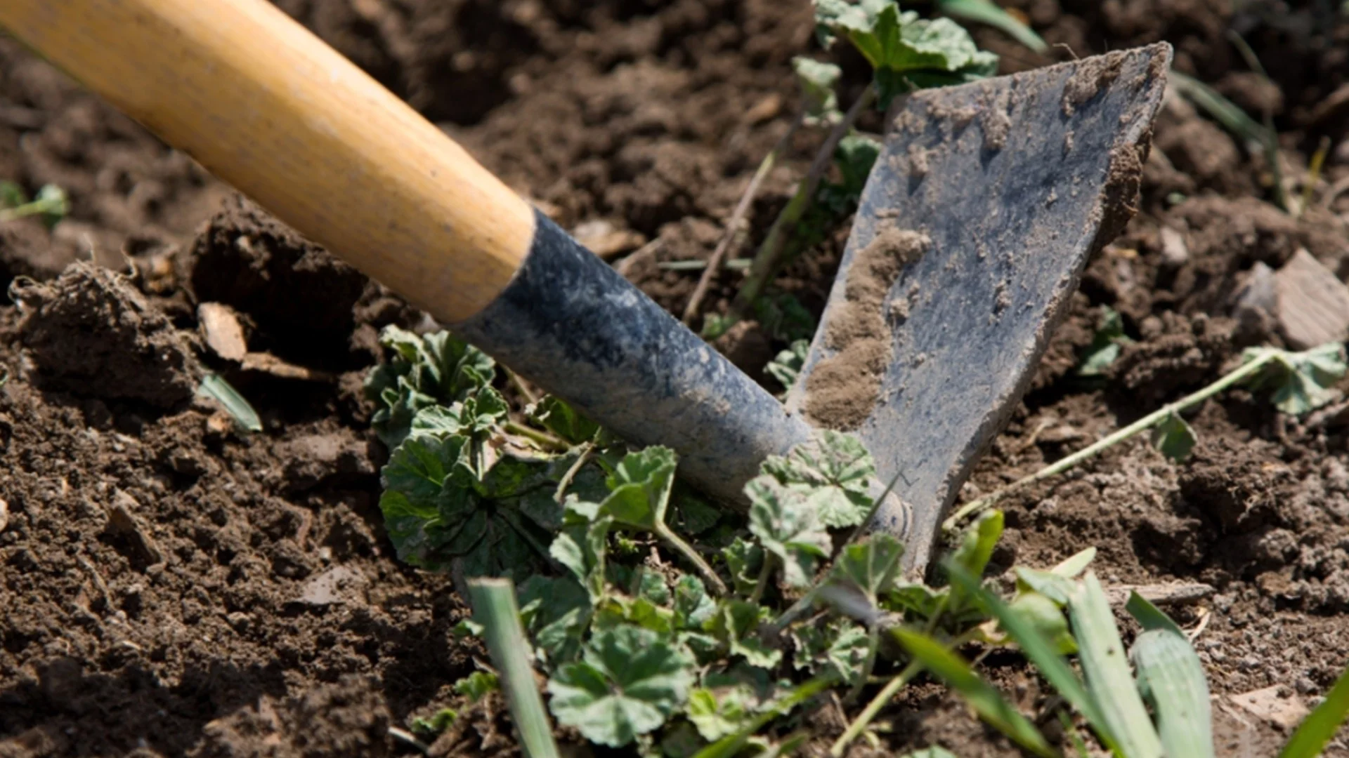 Как да премахнете плевелите на ръка, за да не се появят отново