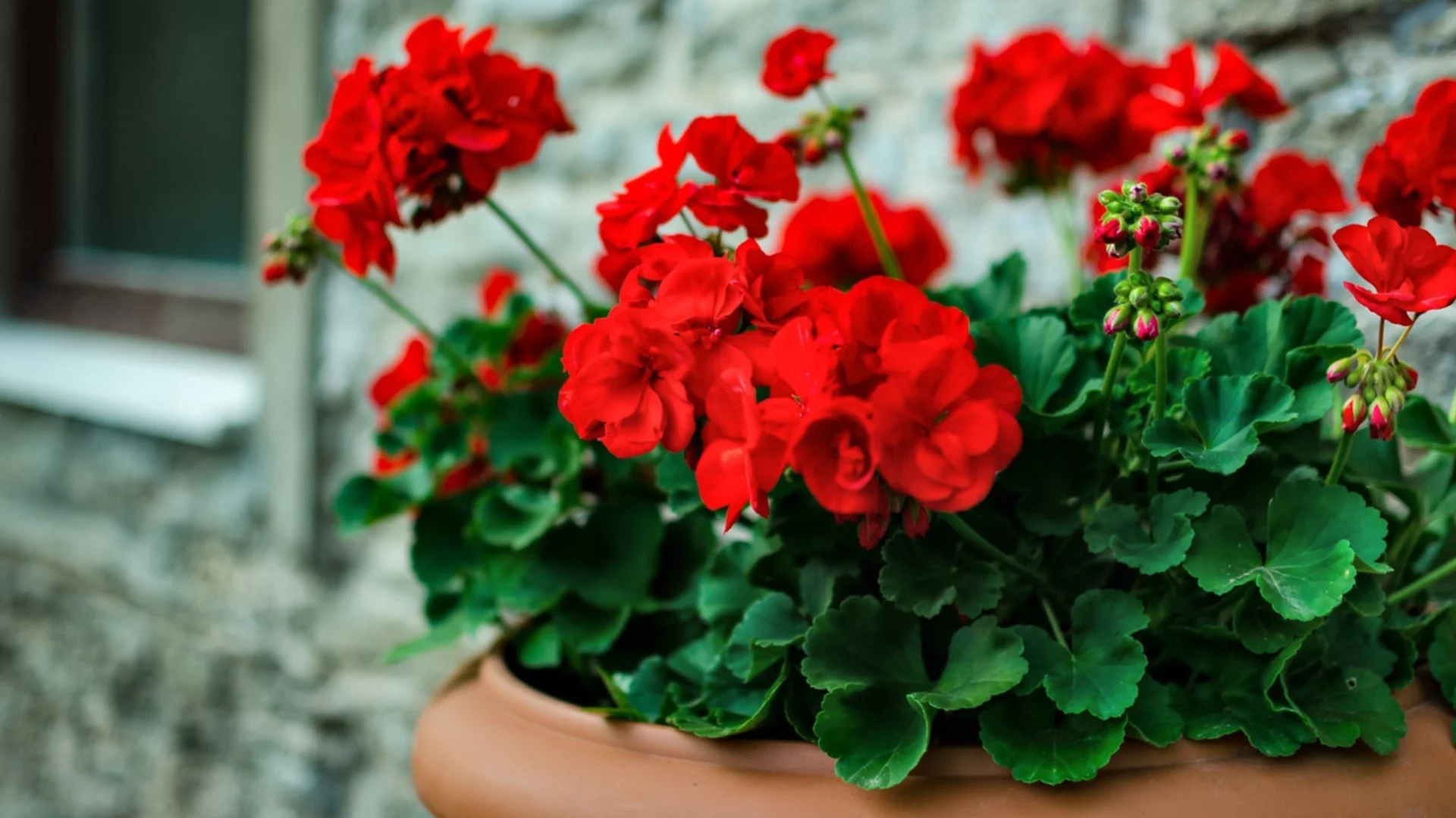 Мушкато с пожълтели листа през зимата: причини и решения