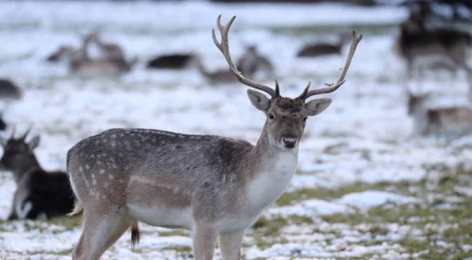 Елен потроши банка (ВИДЕО)