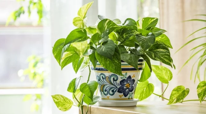 Как правилно да наторите потоса за буйни, лъскави листа през цялата година