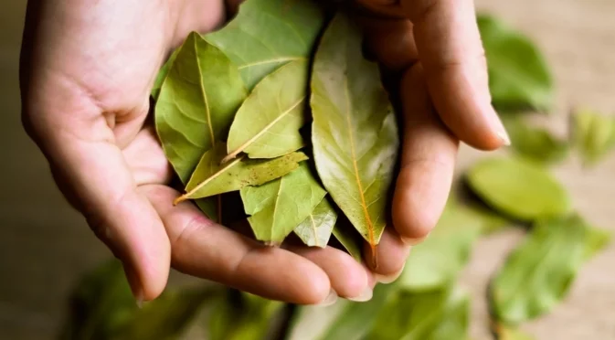 Къде да сложим дафинов лист, за да привлечем късмет и пари? 