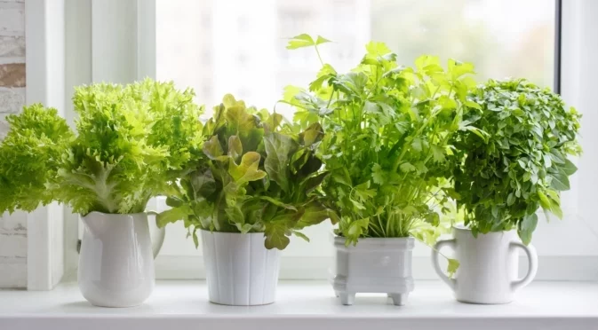 Как да отглеждате листни зеленчуци на закрито за богата реколта