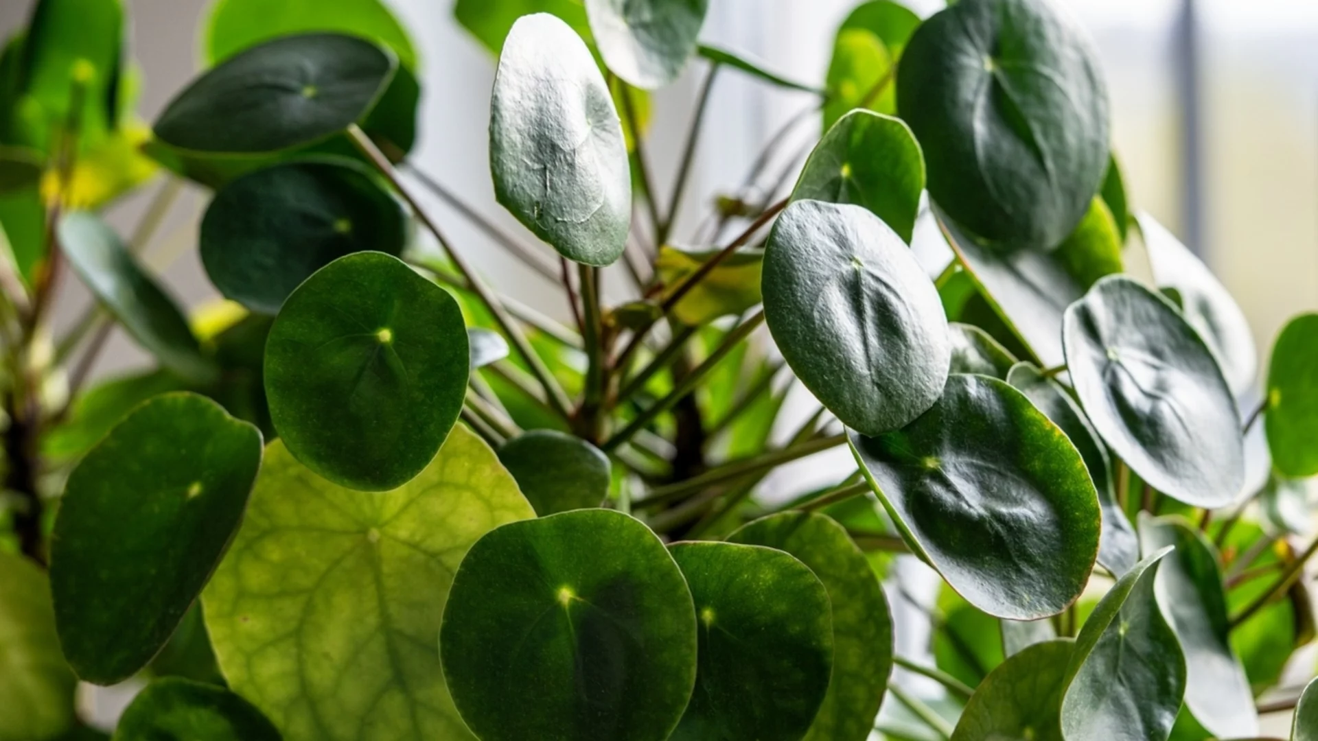 Как правилно да пресаждате парично дърво