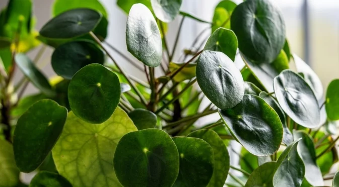 Как правилно да пресаждате парично дърво