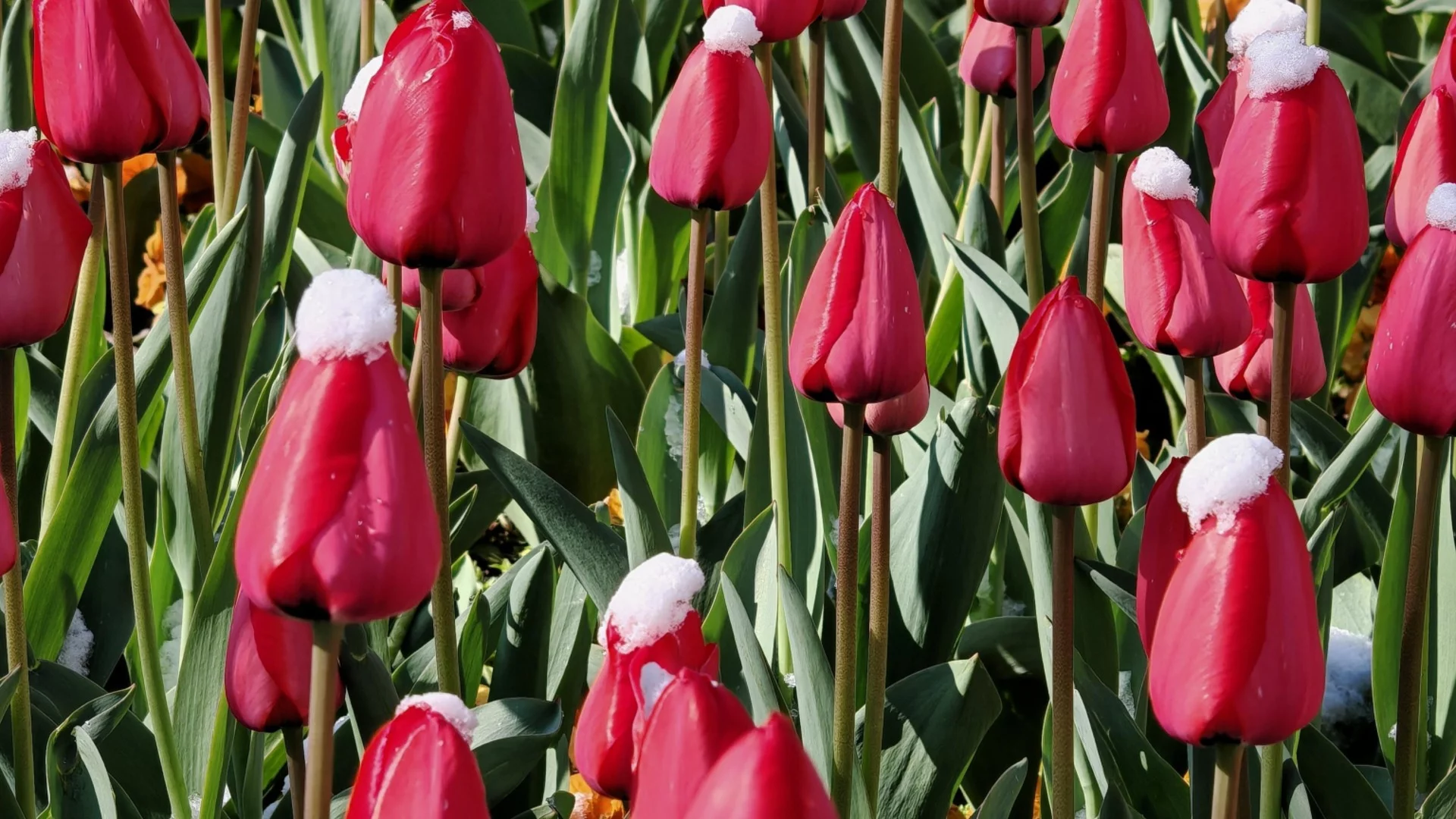 Този тор в градинските си лехи ще дадете тласък на растежа на пролетните луковици  