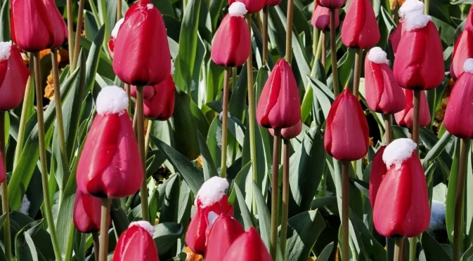 Този тор в градинските ви лехи ще дадете тласък на растежа на пролетните луковици  