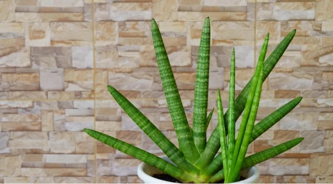 Замиокулкас през зимата: защо почти не се полива