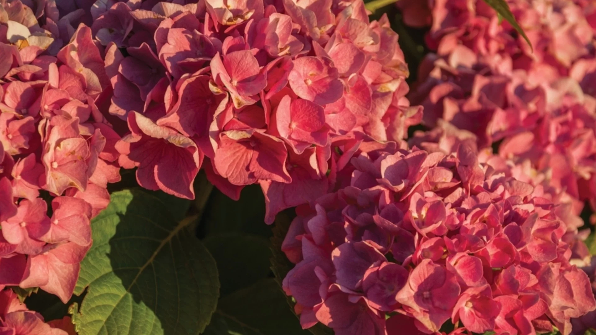 Най-красивите сортове студоустойчиви хортензии