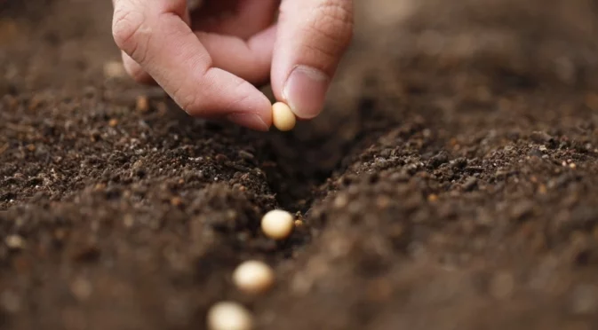 Краят на януари е най-доброто време за засаждане на грах в градината