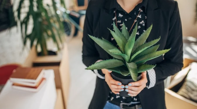 Кактуси през зимата: кога студът им помага и кога вреди