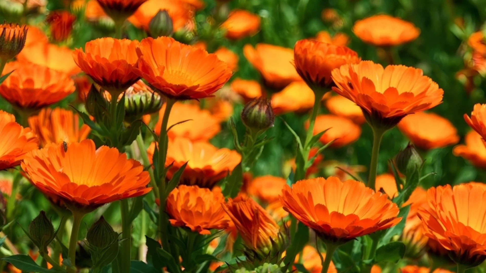 Цветя, които да започнете да отглеждате през януари за красива пролетна градина 