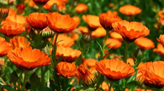 Цветя, които да започнете да отглеждате през януари за красива пролетна градина 