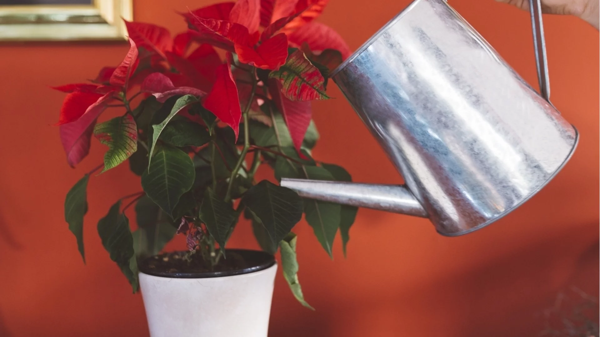 Как да спасите коледната звезда, след като листата ѝ окапят 