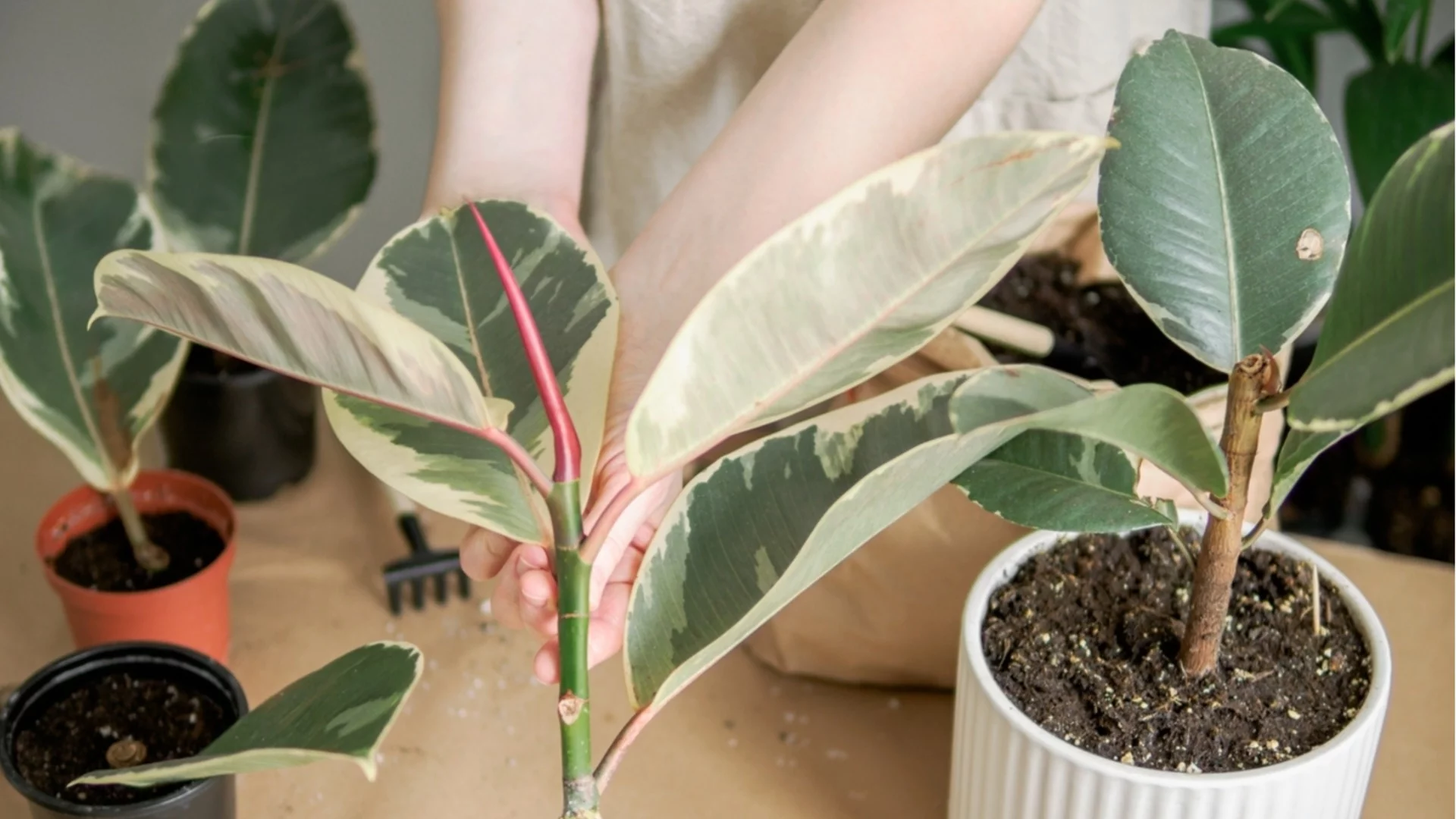 Фикус през зимата: как да предотвратим окапване на листата