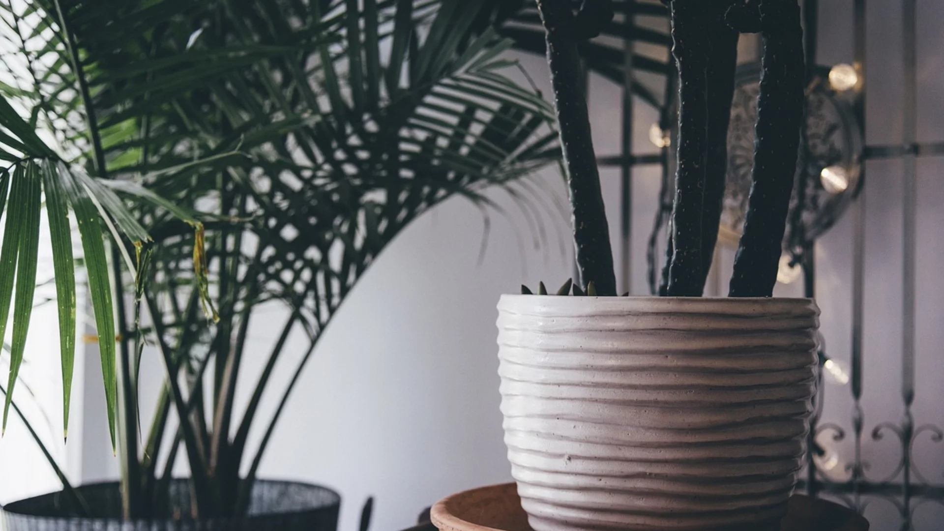 Как да създадем по-топъл микроклимат за стайните растения