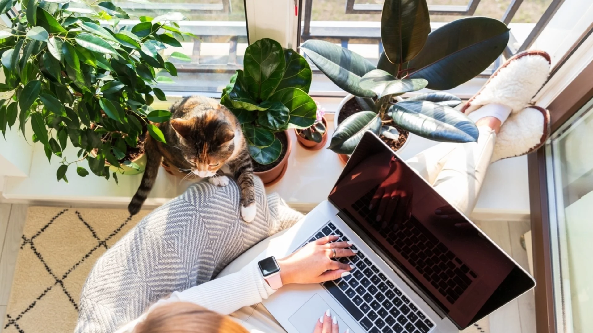 Тези стайни растения са най-подходящи за вашия дом през зимата