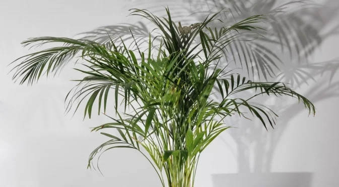 Сигурни признаци, че е време да пресадите палмовото си растение  