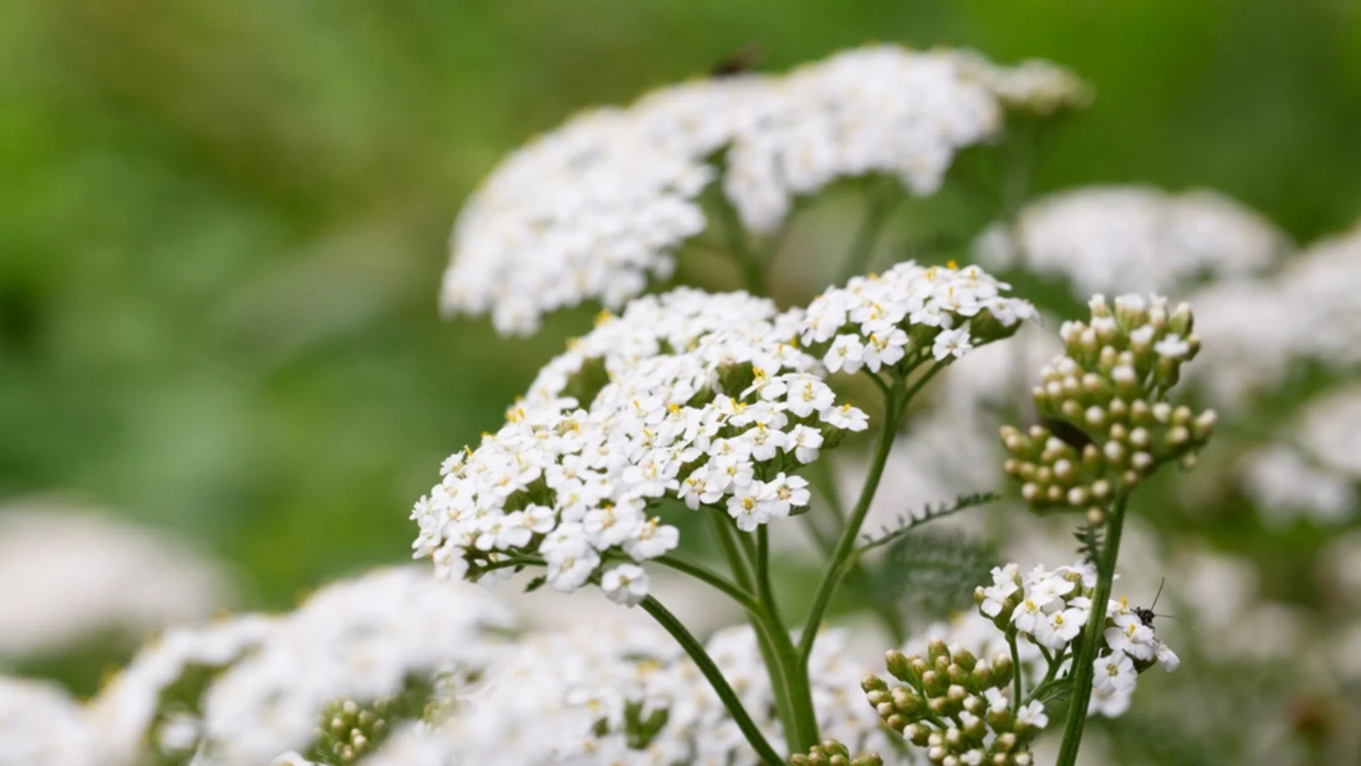 Растение, което трябва да отглеждате през зимата, за да привлечете опрашители през пролетта  