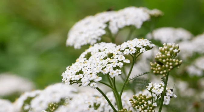 Растение, което трябва да отглеждате през зимата, за да привлечете опрашители през пролетта  