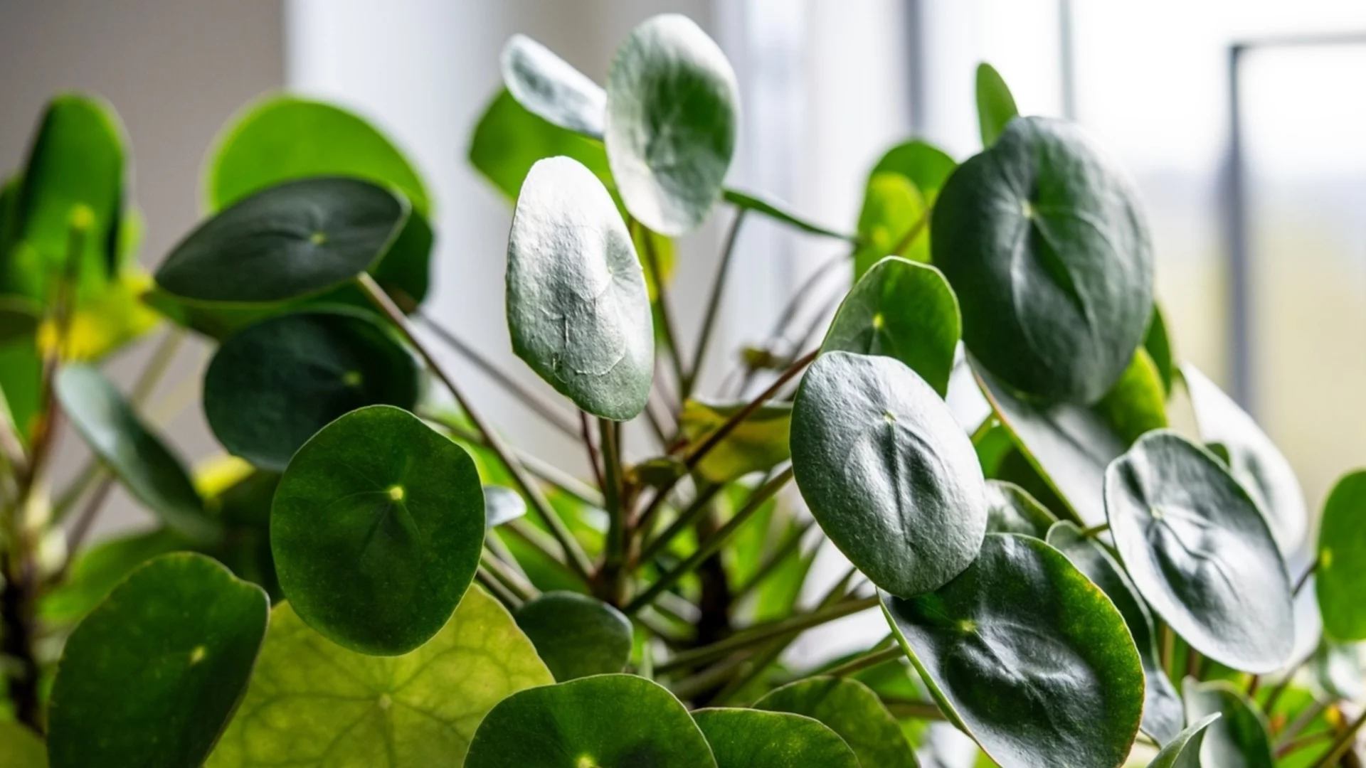 Как да проверим дали растението страда от студ, а не от липса на вода