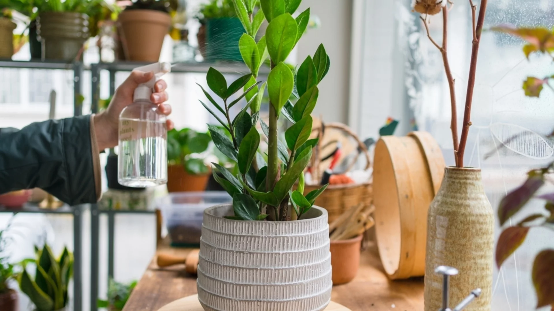 Как да пресадите замия веднага щом я купите?