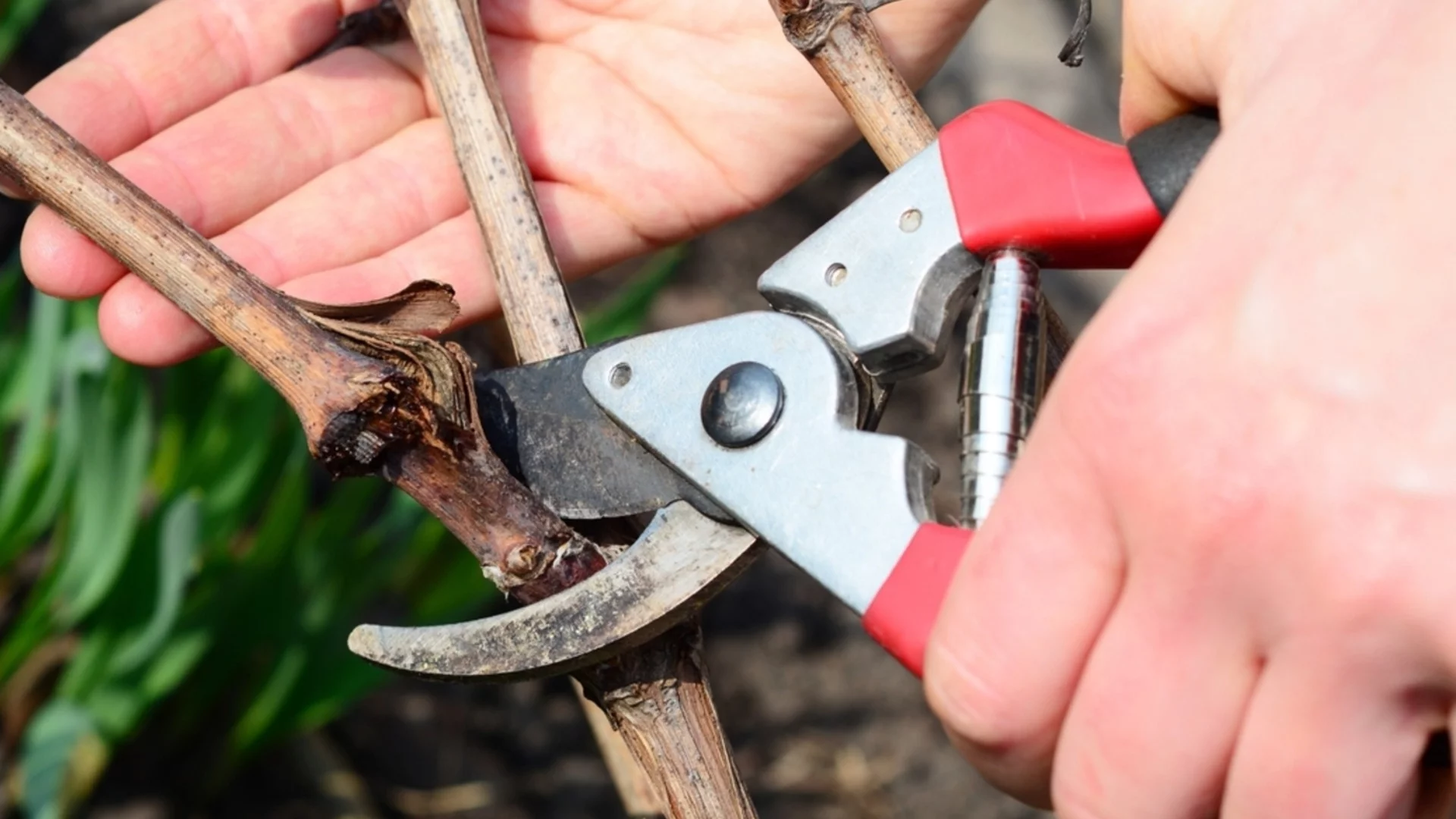 Най-големите митове за резитбата според опитните градинари