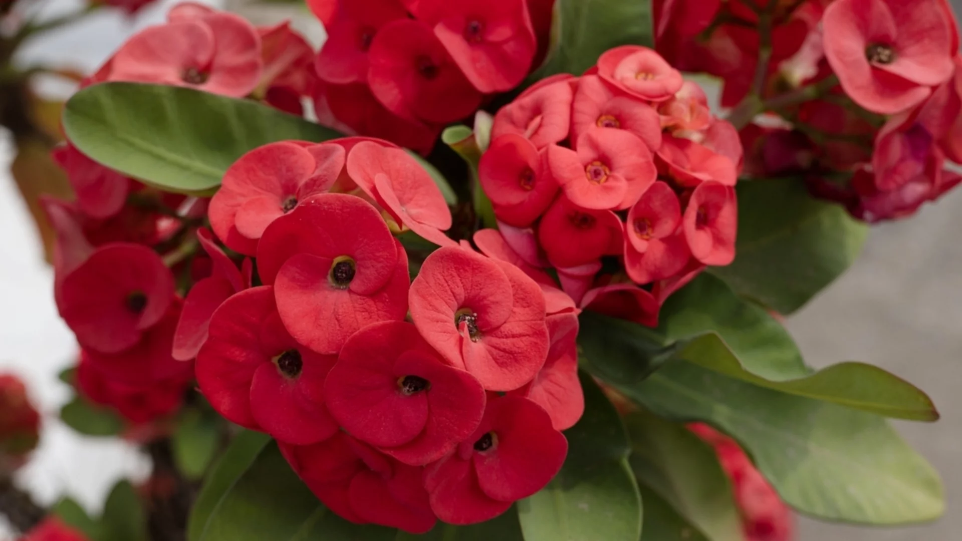 Розов сукулент, който ще напълни дома ви с положителна енергия