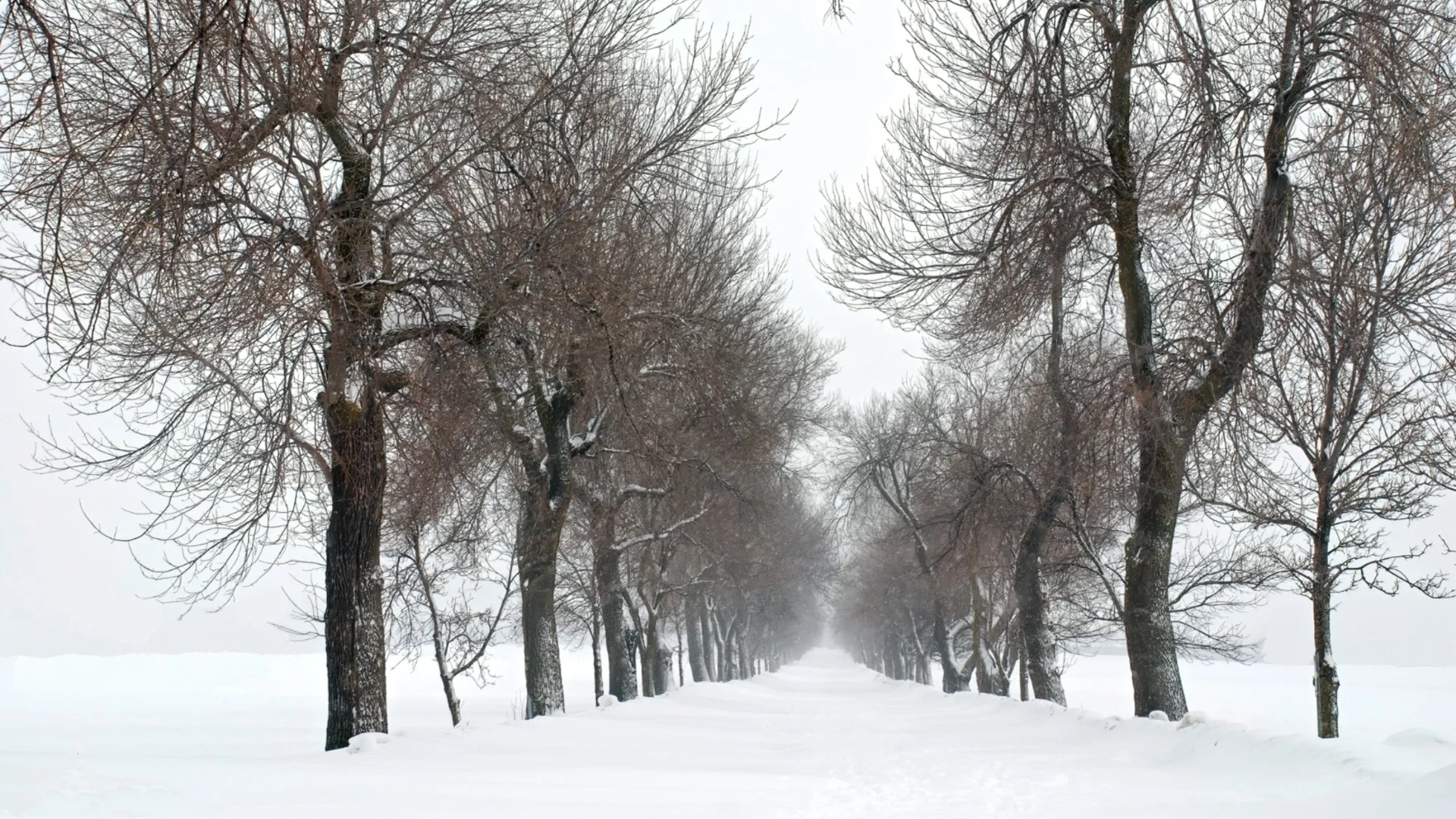 Снежен ад: Над 800 000 американци са без ток заради невиждана буря (ВИДЕО)