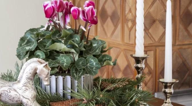 Цъфтящото стайно растение, което вирее в студените помещения на дома