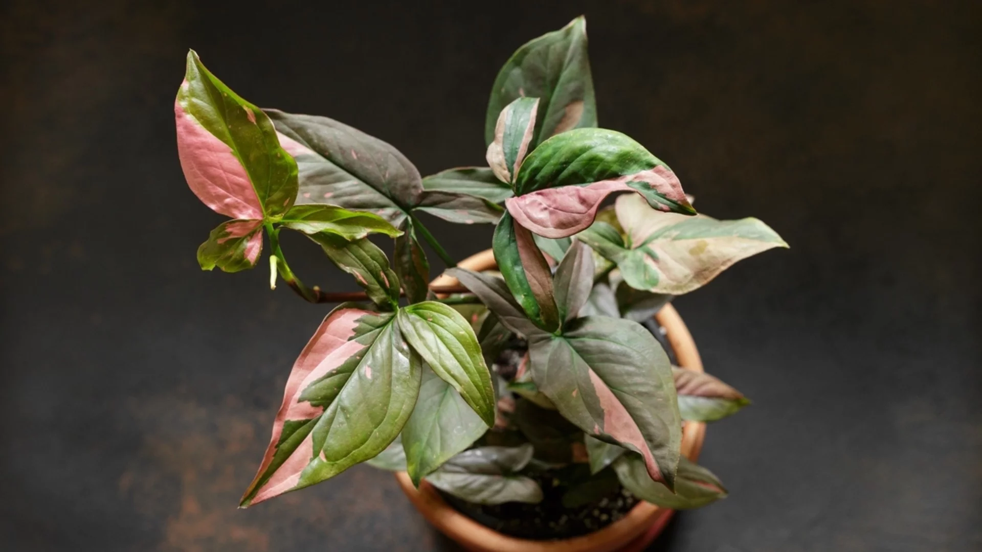 Бързорастящото стайно растение, което привлича погледите със зашеметяващи розови листа  