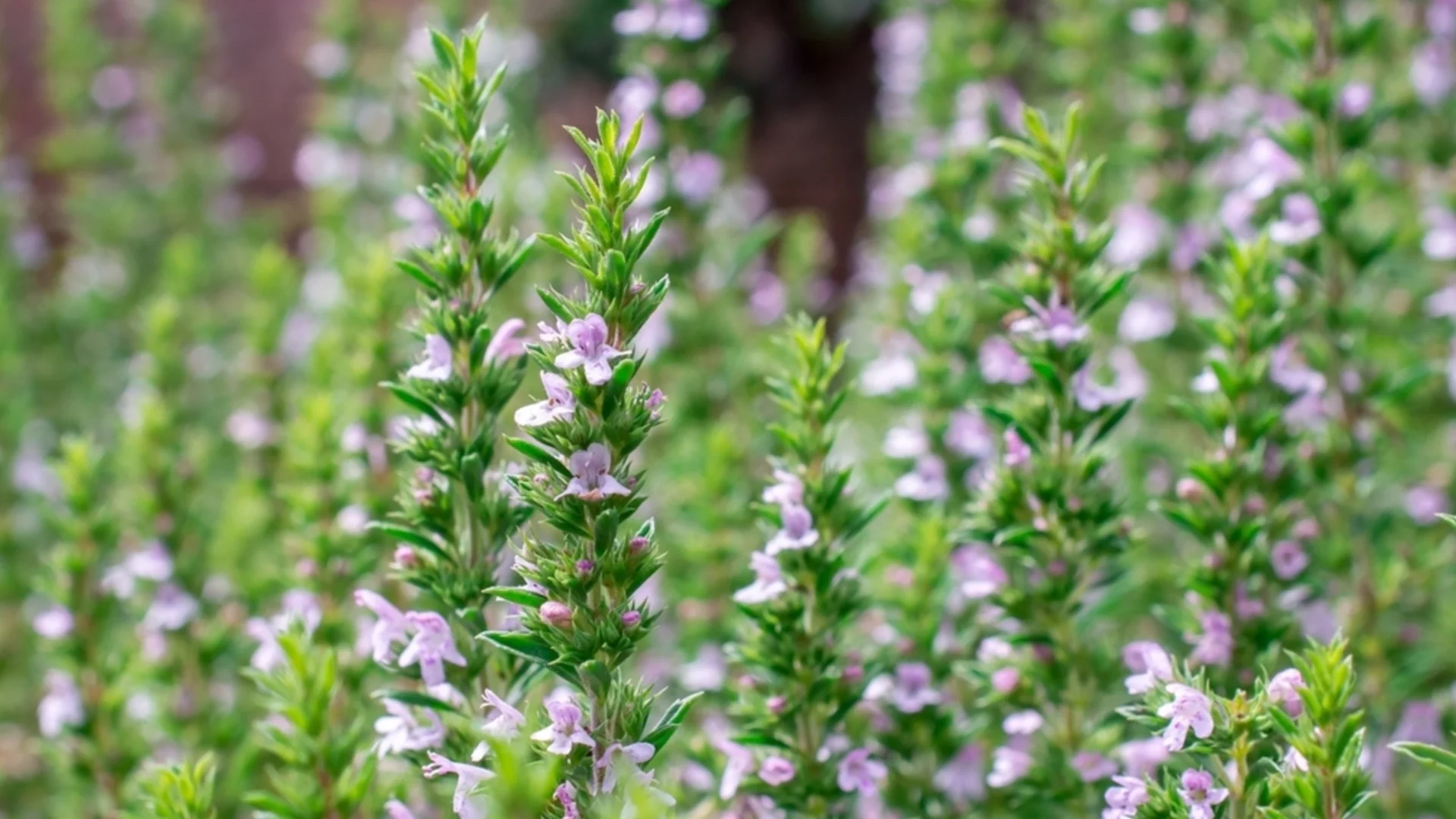 Започнете да отглеждате тази билка сега и се насладете на прясна реколта до пролетта