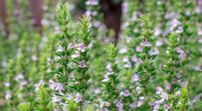 Започнете да отглеждате тази билка сега и се насладете на прясна реколта до пролетта