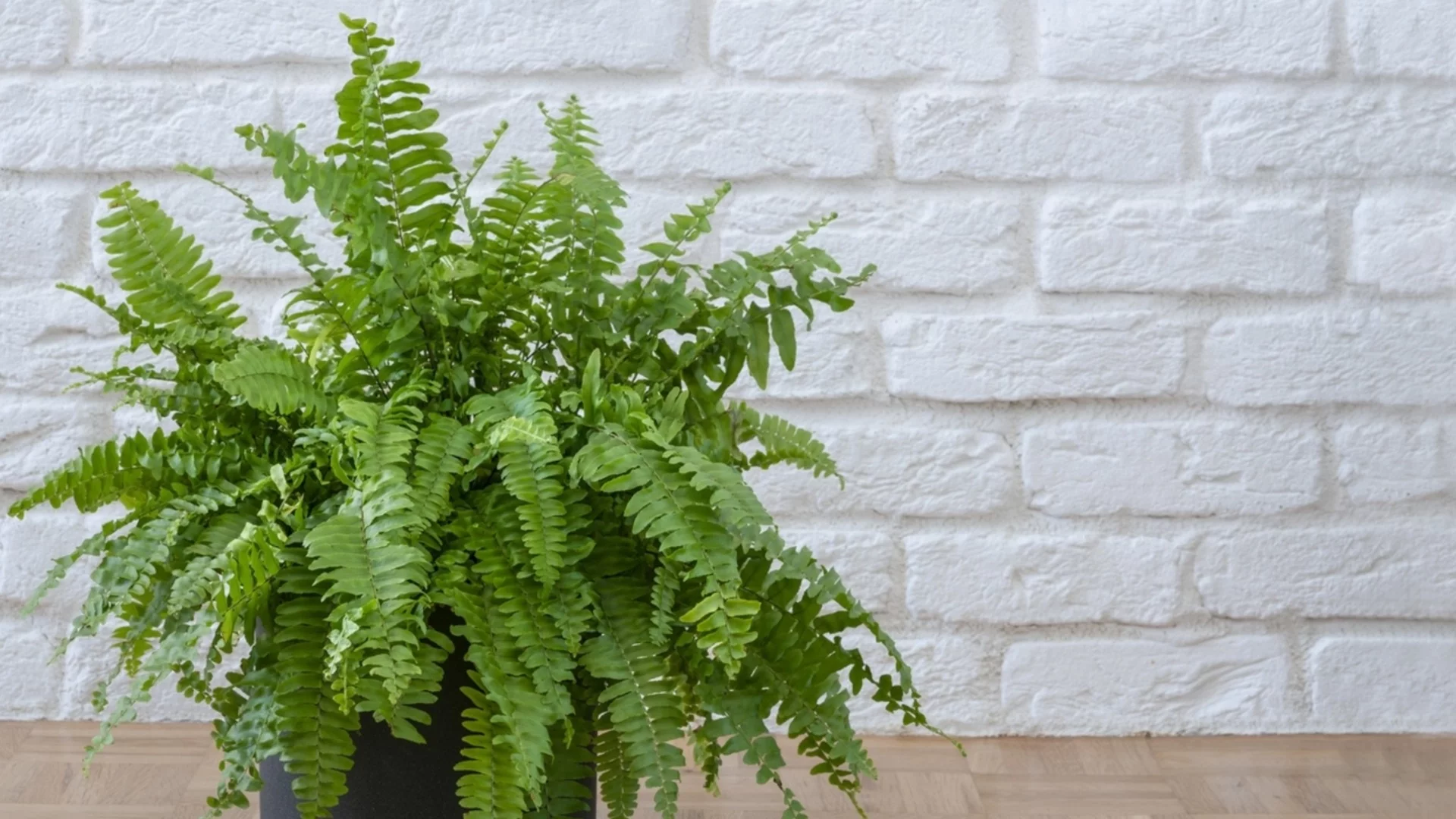 Папрат през зимата: как да поддържаме влагата без гниене