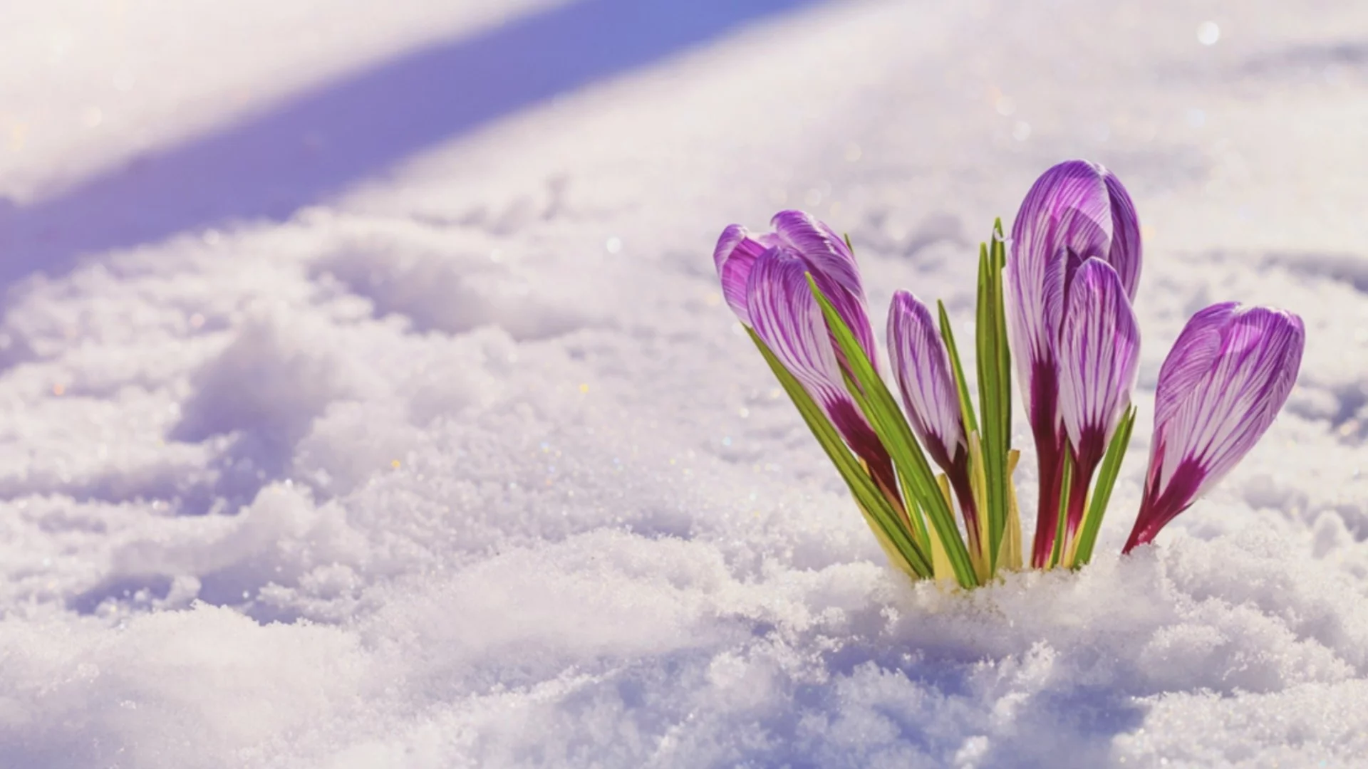 Седмична прогноза за времето за 26 януари - 1 февруари 2026 г. 