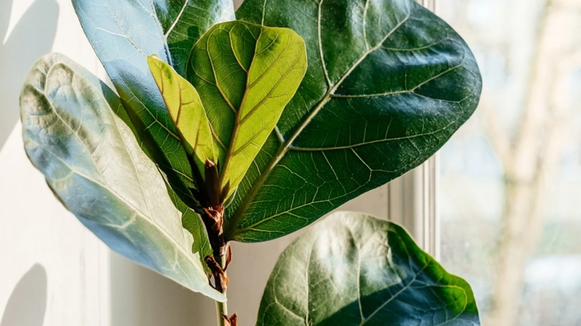 Плодовото дърво, което трябва да размножите на закрито тази зима за по-бърз старт през пролетта