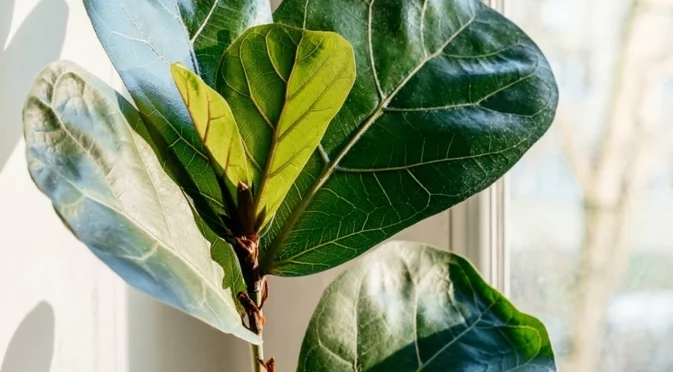 Плодовото дърво, което трябва да размножите на закрито тази зима за по-бърз старт през пролетта