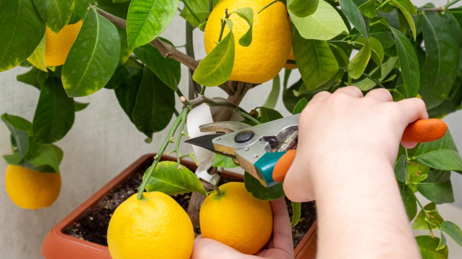 Как да направите резитба на цитрусовото дърво у дома?