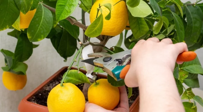 Как да направите резитба на цитрусовото дърво у дома?
