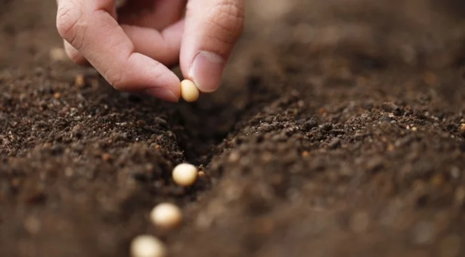 Зеленчук, който трябва да започнете да сеете на закрито през януари