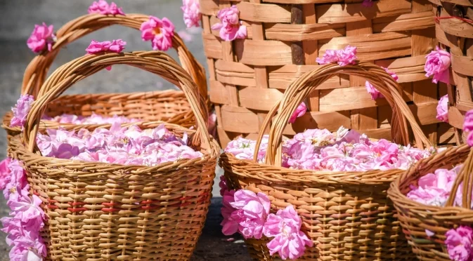 Най-тежката година: Добивът на маслодайна роза паднал наполовина, внасяме розово масло от чужбина