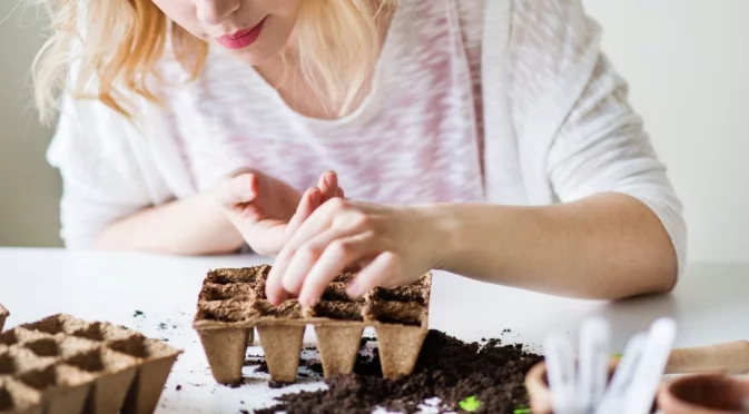 Кога е най-добре да засадите разсад пипер през 2026?