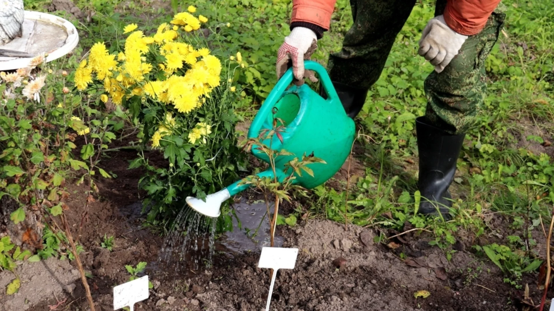 Цветята, които да засадите през януари - те цъфтят дори в студа