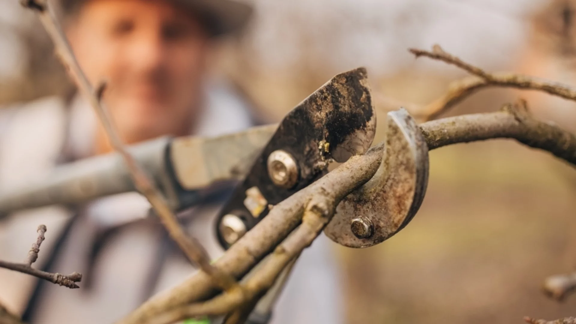 Овощни дървета и храсти, които можете да отглеждате от резници 