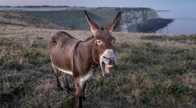 Утре Дева, Риби + още 2 зодии ще разберат „магаре боб яде ли?“
