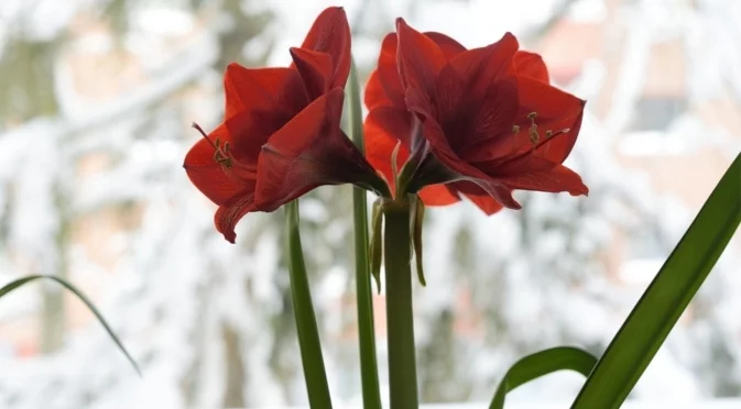 Къде да поставите амарилис в дома си, за да цъфти  