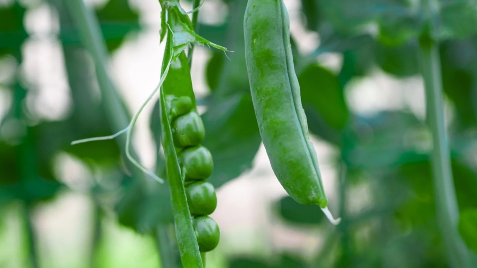 Как да отглеждате грах на закрито за процъфтяваща реколта през цялата година