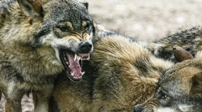 Евтаназират глутница диви кучета: Помогнали на туристка да се удави 